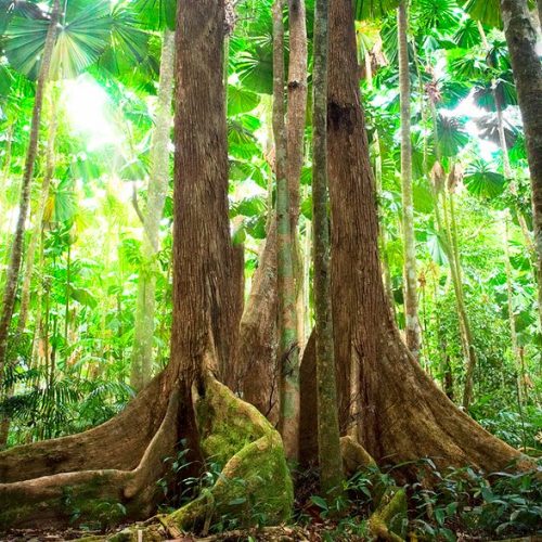 پارک ملی Daintree